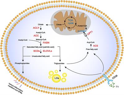 Fatty Acid Metabolism and Idiopathic Pulmonary Fibrosis